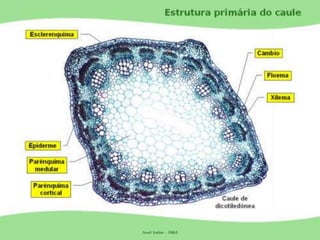 Tecidos Vegetais Meristemas