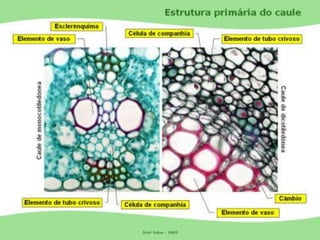Tecidos Vegetais Meristemas