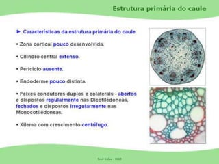 Tecidos Vegetais Meristemas