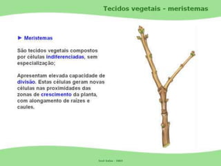 Tecidos Vegetais Meristemas