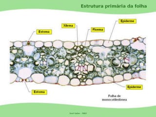 Tecidos Vegetais Meristemas