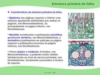 Tecidos Vegetais Meristemas