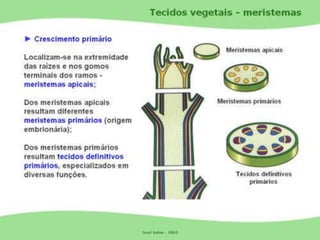 Tecidos Vegetais Meristemas