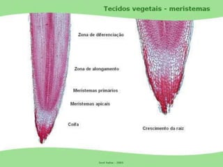 Tecidos Vegetais Meristemas