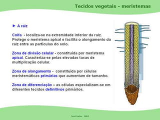 Tecidos Vegetais Meristemas