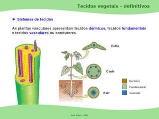 Tecidos Vegetais Meristemas