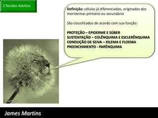 2.Tecidos Adultos
                    Definição: células já diferenciadas, originadas dos
                    meristemas primário ou secundário

                    São classificados de acordo com sua função:

                    PROTEÇÃO – EPIDERME E SÚBER
                    SUSTENTAÇÃO – COLÊNQUIMA E ESCLERÊNQUIMA
                    CONDUÇÃO DE SEIVA – XILEMA E FLOEMA
                    PREENCHIMENTO - PARÊNQUIMA




 James Martins
 