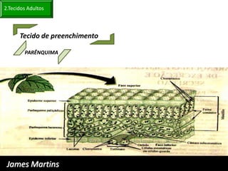 2.Tecidos Adultos



      Tecido de preenchimento

        PARÊNQUIMA




 James Martins
 