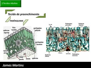 2.Tecidos Adultos



      Tecido de preenchimento

        PARÊNQUIMA




 James Martins
 