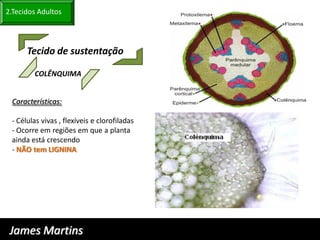 2.Tecidos Adultos




      Tecido de sustentação

        COLÊNQUIMA


 Características:

 - Células vivas , flexíveis e clorofiladas
 - Ocorre em regiões em que a planta
 ainda está crescendo
 - NÃO tem LIGNINA




 James Martins
 