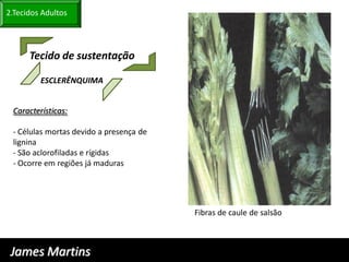 2.Tecidos Adultos




      Tecido de sustentação

         ESCLERÊNQUIMA


 Características:

 - Células mortas devido a presença de
 lignina
 - São aclorofiladas e rígidas
 - Ocorre em regiões já maduras




                                         Fibras de caule de salsão



 James Martins
 