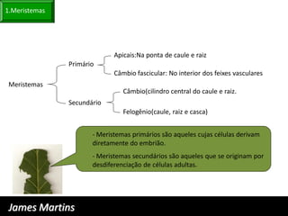 1.Meristemas




                             Apicais:Na ponta de caule e raiz
               Primário
                             Câmbio fascicular: No interior dos feixes vasculares
 Meristemas
                                Câmbio(cilindro central do caule e raiz.
               Secundário
                                Felogênio(caule, raiz e casca)


                      - Meristemas primários são aqueles cujas células derivam
                      diretamente do embrião.
                      - Meristemas secundários são aqueles que se originam por
                      desdiferenciação de células adultas.




 James Martins
 