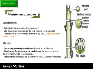 1.Meristemas



      Meristemas primários

 Características:

 - Células indiferenciadas (totipotentes)
 - São encontrados no ápice de raiz e caule (gema apical)
 - Promovem o crescimento primário, ou seja, CRESCIMENTO
 EM ALTURA

 São eles:

 - Dermatogênio ou protoderme: formará a epiderme
 - Meristema fundamental ou periblema: formará os tecidos
 de preenchimento e sustentação
 - Procâmbio: formação do cilíndro vascular (Xilema e Floema)



 James Martins
 