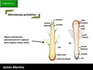 1.Meristemas



     Meristemas primários




  Alguns meristemas
  permanecem em repouso
  para originar novos ramos




 James Martins
 