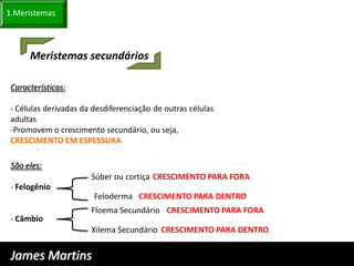 1.Meristemas



      Meristemas secundários

 Características:

 - Células derivadas da desdiferenciação de outras células
 adultas
 -Promovem o crescimento secundário, ou seja,
 CRESCIMENTO EM ESPESSURA

 São eles:
                       Súber ou cortiça CRESCIMENTO PARA FORA
 - Felogênio
                        Feloderma CRESCIMENTO PARA DENTRO
                       Floema Secundário CRESCIMENTO PARA FORA
 - Câmbio
                       Xilema Secundário CRESCIMENTO PARA DENTRO


 James Martins
 