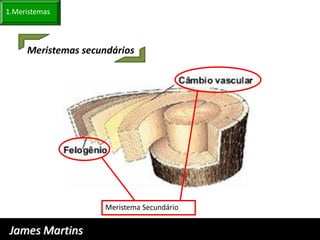 1.Meristemas



     Meristemas secundários




                     Meristema Secundário


 James Martins
 
