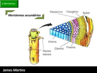 1.Meristemas



     Meristemas secundários




 James Martins
 