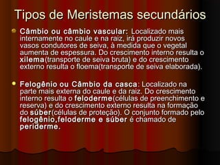 Tipos de Meristemas secundáriosTipos de Meristemas secundários
Câmbio ou câmbio vascular:Câmbio ou câmbio vascular: Localizado maisLocalizado mais
internamente no caule e na raiz, irá produzir novosinternamente no caule e na raiz, irá produzir novos
vasos condutores de seiva, à medida que o vegetalvasos condutores de seiva, à medida que o vegetal
aumenta de espessura. Do crescimento interno resulta oaumenta de espessura. Do crescimento interno resulta o
xilemaxilema(transporte de seiva bruta) e do crescimento(transporte de seiva bruta) e do crescimento
externo resulta o floema(transporte de seiva elaborada).externo resulta o floema(transporte de seiva elaborada).
 FelogênioFelogênio ou Câmbio da cascaou Câmbio da casca : Localizado na: Localizado na
parte mais externa do caule e da raiz. Do crescimentoparte mais externa do caule e da raiz. Do crescimento
interno resulta ointerno resulta o felodermefeloderme(células de preenchimento e(células de preenchimento e
reserva) e do crescimento externo resulta na formaçãoreserva) e do crescimento externo resulta na formação
dodo súbersúber(células de proteção). O conjunto formado pelo(células de proteção). O conjunto formado pelo
felogênio,feloderme e súberfelogênio,feloderme e súber é chamado deé chamado de
periderme.periderme.
 