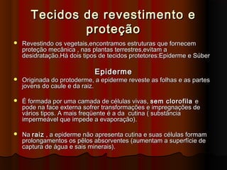 Tecidos de revestimento eTecidos de revestimento e
proteçãoproteção
 Revestindo os vegetais,encontramos estruturas que fornecemRevestindo os vegetais,encontramos estruturas que fornecem
proteção mecânica , nas plantas terrestres,evitam aproteção mecânica , nas plantas terrestres,evitam a
desidratação.Há dois tipos de tecidos protetores:Epiderme e Súberdesidratação.Há dois tipos de tecidos protetores:Epiderme e Súber
EpidermeEpiderme
 Originada do protoderme, a epiderme reveste as folhas e as partesOriginada do protoderme, a epiderme reveste as folhas e as partes
jovens do caule e da raiz.jovens do caule e da raiz.
 É formada por uma camada de células vivas,É formada por uma camada de células vivas, sem clorofilasem clorofila ee
podepode na face externana face externa sofrer transformações e impregnações desofrer transformações e impregnações de
vários tipos. A mais freqüente é a dvários tipos. A mais freqüente é a da cutinaa cutina (( substânciasubstância
impermeável que impede a evaporaçãoimpermeável que impede a evaporação))..
 NaNa raizraiz , a epiderme não apresenta cutina e suas células formam, a epiderme não apresenta cutina e suas células formam
prolongamentos os pêlos absorventes (aumentam a superfície deprolongamentos os pêlos absorventes (aumentam a superfície de
captura de água e sais minerais).captura de água e sais minerais).
 