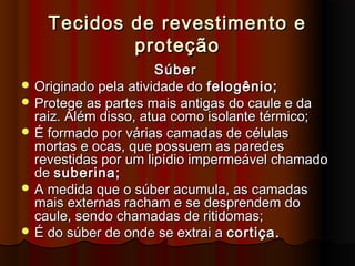 Tecidos de revestimento eTecidos de revestimento e
proteçãoproteção
SúberSúber
 Originado pela atividade doOriginado pela atividade do felogênio;felogênio;
 Protege as partes mais antigas do caule e daProtege as partes mais antigas do caule e da
raiz. Além disso, atua como isolante térmico;raiz. Além disso, atua como isolante térmico;
 É formado por várias camadas de célulasÉ formado por várias camadas de células
mortas e ocas, que possuem as paredesmortas e ocas, que possuem as paredes
revestidas por um lipídio impermeável chamadorevestidas por um lipídio impermeável chamado
dede suberina;suberina;
 A medida que o súber acumula, as camadasA medida que o súber acumula, as camadas
mais externas racham e se desprendem domais externas racham e se desprendem do
caule, sendo chamadas de ritidomas;caule, sendo chamadas de ritidomas;
 É do súber de onde se extrai aÉ do súber de onde se extrai a cortiça.cortiça.
 