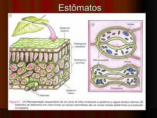 EstômatosEstômatos
 