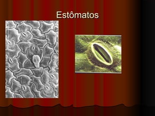 EstômatosEstômatos
 