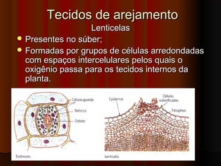 Tecidos de arejamentoTecidos de arejamento
LenticelasLenticelas
 Presentes no súber;Presentes no súber;
 Formadas por grupos de células arredondadasFormadas por grupos de células arredondadas
com espaços intercelulares pelos quais ocom espaços intercelulares pelos quais o
oxigênio passa para os tecidos internos daoxigênio passa para os tecidos internos da
planta.planta.
 