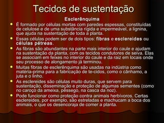 Tecidos de sustentaçãoTecidos de sustentação
EsclerênquimaEsclerênquima
 É formado por células mortas com paredes espessas, constituídasÉ formado por células mortas com paredes espessas, constituídas
de celulose e de uma substância rígida e impermeável, a lignina,de celulose e de uma substância rígida e impermeável, a lignina,
que ajuda na sustentação de toda a planta.que ajuda na sustentação de toda a planta.
 Essas células podem ser de dois tipos:Essas células podem ser de dois tipos: fibrasfibras ee esclereidesesclereides ouou
células pétreascélulas pétreas ..
 As fibras são abundantes na parte mais interior do caule e ajudamAs fibras são abundantes na parte mais interior do caule e ajudam
na sustentação da planta, com os tecidos condutores de seiva. Elasna sustentação da planta, com os tecidos condutores de seiva. Elas
se associam em feixes no interior do caule e da raiz em locais ondese associam em feixes no interior do caule e da raiz em locais onde
seu processo de alongamento já terminou.seu processo de alongamento já terminou.
 Muitas fibras de esclerênquima são usadas na indústria comoMuitas fibras de esclerênquima são usadas na indústria como
matéria-prima para a fabricação de te­cidos, como o cânhamo, amatéria-prima para a fabricação de te­cidos, como o cânhamo, a
juta e o linho.juta e o linho.
 As esclereides são células muito duras, que servem paraAs esclereides são células muito duras, que servem para
sustentação, disseminação e proteção de algumas sementes (comosustentação, disseminação e proteção de algumas sementes (como
no caroço da ameixa, pêssego, na casca da noz).no caroço da ameixa, pêssego, na casca da noz).
 Pode funcionar como proteção contra animais herbívoros. CertasPode funcionar como proteção contra animais herbívoros. Certas
esclereides, por exemplo, são estreladas e machucam a boca dosesclereides, por exemplo, são estreladas e machucam a boca dos
animais, o que os desencoraja de comer a planta.animais, o que os desencoraja de comer a planta.
 