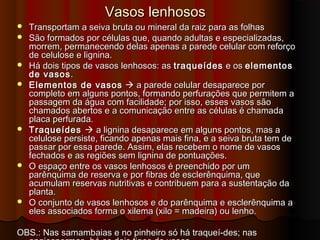 Vasos lenhososVasos lenhosos
 Transportam a seiva bruta ou mineral da raiz para as folhasTransportam a seiva bruta ou mineral da raiz para as folhas
 São formados por células que, quando adultas e especializadas,São formados por células que, quando adultas e especializadas,
morrem, permanecendo delas apenas a parede celular com reforçomorrem, permanecendo delas apenas a parede celular com reforço
de celulose e lignina.de celulose e lignina.
 Há dois tipos de vasos lenhosos: asHá dois tipos de vasos lenhosos: as traqueídestraqueídes e ose os elementoselementos
de vasosde vasos..
 Elementos de vasosElementos de vasos  a parede celular desaparece pora parede celular desaparece por
completo em alguns pontos, formando perfurações que permitem acompleto em alguns pontos, formando perfurações que permitem a
passagem da água com facilidade; por isso, esses vasos sãopassagem da água com facilidade; por isso, esses vasos são
chamados abertos e a comunicação entre as células é chamadachamados abertos e a comunicação entre as células é chamada
placa perfurada.placa perfurada.
 TraqueídesTraqueídes  a lignina desaparece em alguns pontos, mas aa lignina desaparece em alguns pontos, mas a
celulose persiste, ficando apenas mais fina, e a seiva bruta tem decelulose persiste, ficando apenas mais fina, e a seiva bruta tem de
passar por essa parede. Assim, elas recebem o nome de vasospassar por essa parede. Assim, elas recebem o nome de vasos
fechados e as regiões sem lignina de pontuações.fechados e as regiões sem lignina de pontuações.
 O espaço entre os vasos lenhosos é preenchido por umO espaço entre os vasos lenhosos é preenchido por um
parênquima de reserva e por fibras de esclerênquima, queparênquima de reserva e por fibras de esclerênquima, que
acumulam reservas nutritivas e contribuem para a sustentação daacumulam reservas nutritivas e contribuem para a sustentação da
planta.planta.
 O conjunto de vasos lenhosos e do parênquima e esclerênquima aO conjunto de vasos lenhosos e do parênquima e esclerênquima a
eles associados forma o xilema (xilo = madeira) ou lenho.eles associados forma o xilema (xilo = madeira) ou lenho.
OBS.: Nas samambaias e no pinheiro só há traqueí-des; nasOBS.: Nas samambaias e no pinheiro só há traqueí-des; nas
 