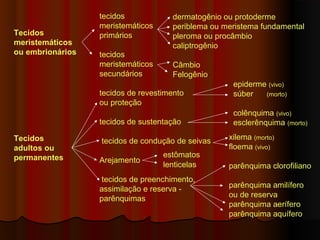 Tecidos
meristemáticos
ou embrionários
Tecidos
adultos ou
permanentes
tecidos
meristemáticos
primários
tecidos
meristemáticos
secundários
tecidos de revestimento
ou proteção
tecidos de sustentação
tecidos de condução de seivas
Arejamento
tecidos de preenchimento,
assimilação e reserva -
parênquimas
dermatogênio ou protoderme
periblema ou meristema fundamental
pleroma ou procâmbio
caliptrogênio
Câmbio
Felogênio
epiderme (vivo)
súber (morto)
colênquima (vivo)
esclerênquima (morto)
xilema (morto)
floema (vivo)
parênquima clorofiliano
parênquima amilífero
ou de reserva
parênquima aerífero
parênquima aquífero
estômatos
lenticelas
 