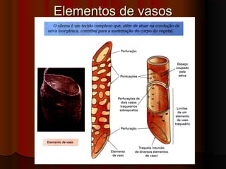 Elementos de vasosElementos de vasos
 