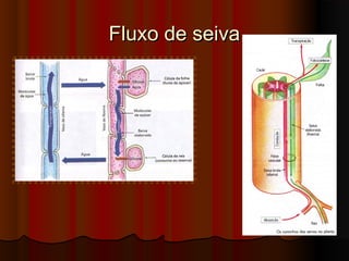 Fluxo de seivaFluxo de seiva
 