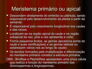 Meristema primário ou apicalMeristema primário ou apical
 Descendem diretamente do embrião ou plântula, sendoDescendem diretamente do embrião ou plântula, sendo
responsável pelo desenvolvimento da planta a partir daresponsável pelo desenvolvimento da planta a partir da
semente;semente;
 É responsável pelo crescimento longitudinal dos caulesÉ responsável pelo crescimento longitudinal dos caules
e das raízes;e das raízes;
 Localizam-se na região apical do caule e na regiãoLocalizam-se na região apical do caule e na região
subapical da raiz, pois a raiz apresenta a coifa;subapical da raiz, pois a raiz apresenta a coifa;
 FormaForma pequenos brotos, as gemas apicais(na ponta dopequenos brotos, as gemas apicais(na ponta do
caule e suas ramificações) e as gemas laterais oucaule e suas ramificações) e as gemas laterais ou
axilares(em vários nós ao longo do caule);axilares(em vários nós ao longo do caule);
 Os tecidos formados pela multiplicação e diferenciaçãoOs tecidos formados pela multiplicação e diferenciação
do meristema primário constitui a estrutura primária.do meristema primário constitui a estrutura primária.
OBS.: Briófitas e Pteridófitas apresentam uma única célulaOBS.: Briófitas e Pteridófitas apresentam uma única célula
que realiza a função do meristema primário dasque realiza a função do meristema primário das
Gimnospermas e Angiospermas.Gimnospermas e Angiospermas.
 