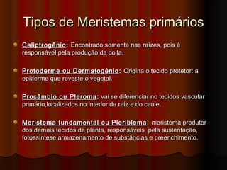 Tipos de Meristemas primáriosTipos de Meristemas primários
CaliptrogênioCaliptrogênio :: Encontrado somente nas raízes, pois éEncontrado somente nas raízes, pois é
responsável pela produção da coifa.responsável pela produção da coifa.
Protoderme ou DermatogênioProtoderme ou Dermatogênio :: Origina o tecido protetor: aOrigina o tecido protetor: a
epiderme que reveste o vegetal.epiderme que reveste o vegetal.
Procâmbio ou PleromaProcâmbio ou Pleroma :: vai se diferenciar no tecidosvai se diferenciar no tecidos vascularvascular
primárioprimário,localizados no interior da raiz e do caule.,localizados no interior da raiz e do caule.
Meristema fundamental ou PleriblemaMeristema fundamental ou Pleriblema :: meristema produtormeristema produtor
dos demais tecidos da planta, responsáveis pela sustentação,dos demais tecidos da planta, responsáveis pela sustentação,
fotossíntese,armazenamento de substânciasfotossíntese,armazenamento de substâncias e preenchimentoe preenchimento..
 