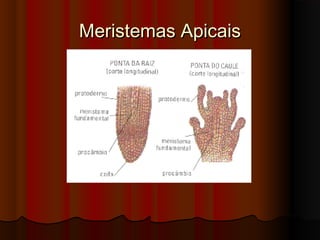 Meristemas ApicaisMeristemas Apicais
 