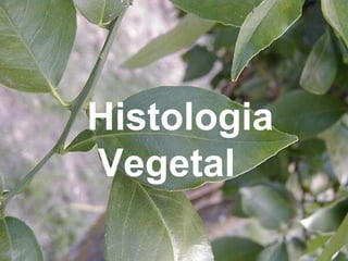 Histologia
Vegetal
 