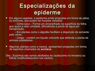 Especializações daEspecializações da
epidermeepiderme
 Em alguns vegetais, a epiderme emite projeções em forma de pêlosEm alguns vegetais, a epiderme emite projeções em forma de pêlos
ou tricomas, que posem ter funções variadas:ou tricomas, que posem ter funções variadas:
- Clima seco – Forma um emaranhado na superfície da folha- Clima seco – Forma um emaranhado na superfície da folha
que ajuda a reter umidade, dificultando a perda de água porque ajuda a reter umidade, dificultando a perda de água por
transpiração.transpiração.
- Em plantas como o algodão facilitam a disperção da semente- Em plantas como o algodão facilitam a disperção da semente
pelo vento.pelo vento.
- Urtiga – contém um líquido urticante que defende a planta de- Urtiga – contém um líquido urticante que defende a planta de
animais predadores.animais predadores.
 Algumas plantas como a roseira, apresentam projeções em formaAlgumas plantas como a roseira, apresentam projeções em forma
de espinhos chamados dede espinhos chamados de acúleosacúleos..
Obs.: Espinhos são ramos atrofiados do caule(como no limoeiro) ouObs.: Espinhos são ramos atrofiados do caule(como no limoeiro) ou
folhas modificadas(como nos cactos).folhas modificadas(como nos cactos).
 