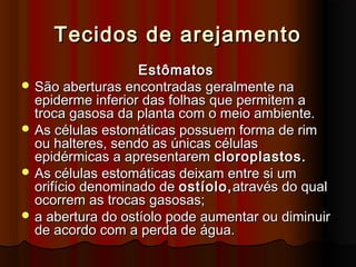 Tecidos de arejamentoTecidos de arejamento
EstômatosEstômatos
 São aberturas encontradas geralmente naSão aberturas encontradas geralmente na
epiderme inferior das folhas que permitem aepiderme inferior das folhas que permitem a
troca gasosa da planta com o meio ambiente.troca gasosa da planta com o meio ambiente.
 As células estomáticas possuem forma de rimAs células estomáticas possuem forma de rim
ou halteres, sendo as únicas célulasou halteres, sendo as únicas células
epidérmicas a apresentaremepidérmicas a apresentarem cloroplastos.cloroplastos.
 As células estomáticas deixam entre si umAs células estomáticas deixam entre si um
orifício denominado deorifício denominado de ostíolo,ostíolo,através do qualatravés do qual
ocorrem as trocas gasosas;ocorrem as trocas gasosas;
 a abertura do ostíolo pode aumentar ou diminuira abertura do ostíolo pode aumentar ou diminuir
de acordo com a perda de água.de acordo com a perda de água.
 