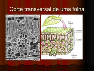 Corte transversal de uma folhaCorte transversal de uma folha
 