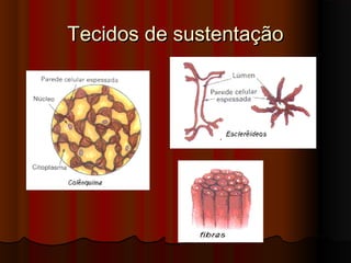 Tecidos de sustentaçãoTecidos de sustentação
 