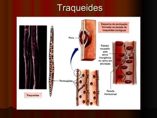 TraqueidesTraqueides
 