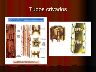 Tubos crivadosTubos crivados
 