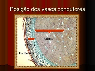 Posição dos vasos condutoresPosição dos vasos condutores
Xilema
Floema
Periderme
 