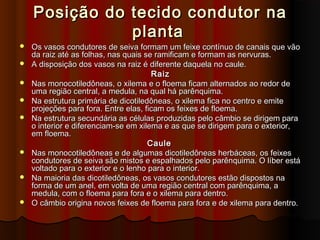 Posição do tecido condutor naPosição do tecido condutor na
plantaplanta
 Os vasos condutores de seiva formam um feixe contínuo de canais que vãoOs vasos condutores de seiva formam um feixe contínuo de canais que vão
da raiz até as folhas, nas quais se ramificam e formam as nervuras.da raiz até as folhas, nas quais se ramificam e formam as nervuras.
 A disposição dos vasos na raiz é diferente daquela no caule.A disposição dos vasos na raiz é diferente daquela no caule.
RaizRaiz
 Nas monocotiledôneas, o xilema e o floema ficam alternados ao redor deNas monocotiledôneas, o xilema e o floema ficam alternados ao redor de
uma região central, a medula, na qual há parênquima.uma região central, a medula, na qual há parênquima.
 Na estrutura primária de dicotiledôneas, o xilema fica no centro e emiteNa estrutura primária de dicotiledôneas, o xilema fica no centro e emite
projeções para fora. Entre elas, ficam os feixes de floema.projeções para fora. Entre elas, ficam os feixes de floema.
 Na estrutura secundária as células produzidas pelo câmbio se dirigem paraNa estrutura secundária as células produzidas pelo câmbio se dirigem para
o interior e diferenciam-se em xilema e as que se dirigem para o exterior,o interior e diferenciam-se em xilema e as que se dirigem para o exterior,
em floema.em floema.
CauleCaule
 Nas monocotiledôneas e de algumas dicotiledôneas herbáceas, os feixesNas monocotiledôneas e de algumas dicotiledôneas herbáceas, os feixes
condutores de seiva são mistos e espalhados pelo parênquima. O líber estácondutores de seiva são mistos e espalhados pelo parênquima. O líber está
voltado para o exterior e o lenho para o interior.voltado para o exterior e o lenho para o interior.
 Na maioria das dicotiledôneas, os vasos condutores estão dispostos naNa maioria das dicotiledôneas, os vasos condutores estão dispostos na
forma de um anel, em volta de uma região central com parênquima, aforma de um anel, em volta de uma região central com parênquima, a
medula, com o floema para fora e o xilema para dentro.medula, com o floema para fora e o xilema para dentro.
 O câmbio origina novos feixes de floema para fora e de xilema para dentro.O câmbio origina novos feixes de floema para fora e de xilema para dentro.
 