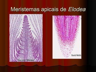 Meristemas apicais deMeristemas apicais de ElodeaElodea
 