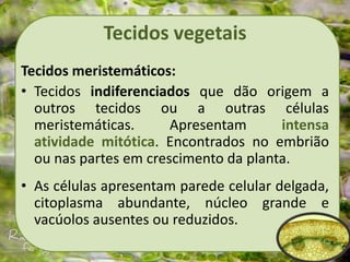 Tecidos vegetais
Tecidos meristemáticos:
• Tecidos indiferenciados que dão origem a
outros tecidos ou a outras células
meristemáticas. Apresentam intensa
atividade mitótica. Encontrados no embrião
ou nas partes em crescimento da planta.
• As células apresentam parede celular delgada,
citoplasma abundante, núcleo grande e
vacúolos ausentes ou reduzidos.
 