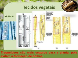 Tecidos vegetais
XILEMA:
Traqueídeos são mais seguros para a planta, pois
evitam a formação de bolhas.
 