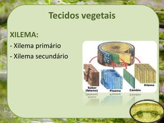 Tecidos vegetais
XILEMA:
- Xilema primário
- Xilema secundário
 