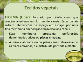 Tecidos vegetais
FLOEMA (Líber): Formados por células vivas, que
contêm aberturas em formas de canais. Esses canais
sofrem interrupções de espaço em espaço, por uma
fina membrana em posição transversal aos canais.
– Essa membrana apresenta perfurações
denominadas crivos ou placas crivadas.
– A seiva elaborada escoa pelos canais atravessando
as placas crivadas, e é distribuída por toda a planta.
 