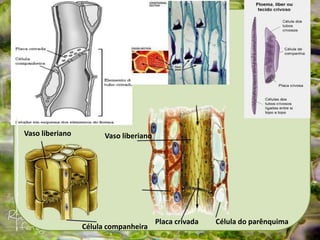 Tecidos vegetais
FLOEMA:
Célula companheira
Vaso liberiano Vaso liberiano
Placa crivada Célula do parênquima
 